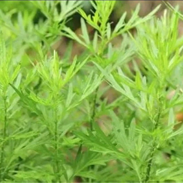 怀念青春(热度:12)由沧海一粟翻唱，原唱歌手刘刚