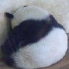 ming的头像
