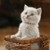 猫咪（绿色唱歌听歌）的头像