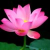 闪光的莲花的头像