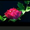 钻石【主唱】雾里看花的头像