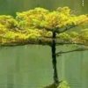 浪漫天涯的头像
