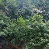 王子的头像