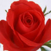 红玫瑰的头像