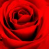 50玫瑰的头像