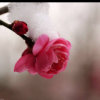 雪^_^梅的头像