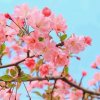 青苹果的头像