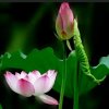 【素质主唱】茹的头像