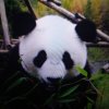 熊猫的头像