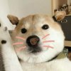 当归的头像