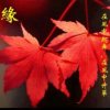 红叶的头像