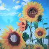 向阳花的头像