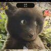 胖胖熊的头像