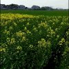 想家乡那棵红枣树，的头像
