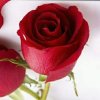 红玫瑰的头像