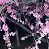 黄玫瑰的头像