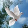 ☜※谁吹泡泡※☞的头像