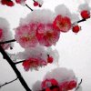 雪花的头像