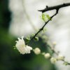 子茉^V^芸潇的头像