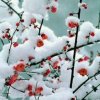 雪梅的头像