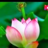 快乐有你的头像