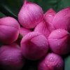 与世无争的头像