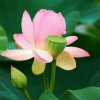 橘园的头像
