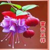 清风的头像