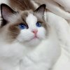 妙音 小九的头像