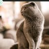京剧猫的头像