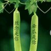 无怨无悔的头像