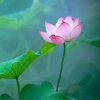人生如梦的头像
