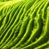 追寻你的歌的头像
