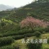 茶香万里的头像