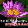 平安的头像