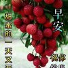 音缘彩荔枝的头像