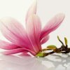 浅笑回眸的头像