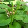 花开花落花非花的头像