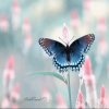 化蝶的头像