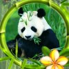 月是家乡明的头像