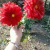 花的头像