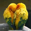 西风落叶的头像