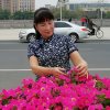 春天的花的头像