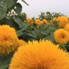  心魂桂花香的头像