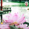 阿莲伤不起的头像
