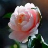 芳的头像