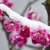 冰雪寒梅的头像