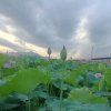 粉蝶的头像