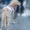 孤雁的头像