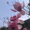 清风无语（自娱自乐）的头像